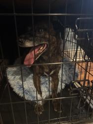 Found/Stray Unknown Dog last seen Marsh Road near Naamans., Wilmington, DE 19809