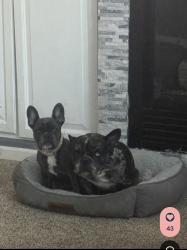 Reunited Female Dog last seen Near Forest Cir, Thornton, CO 80241, USA, Thornton, CO 80241