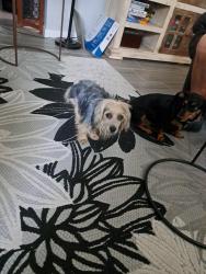 Reunited Female Dog last seen Greenway and Summit, Henderson, NV 89002