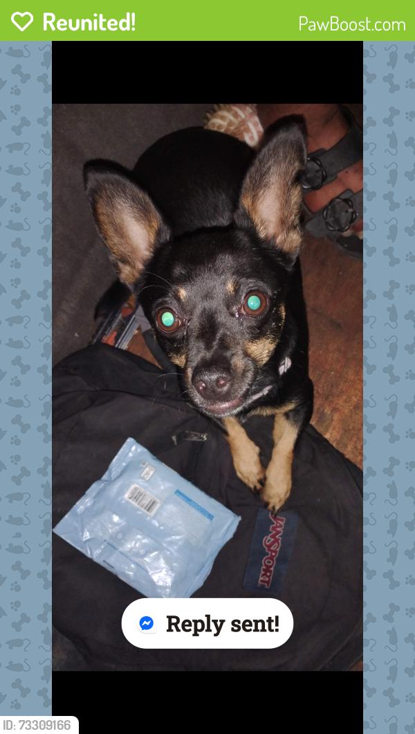 Reunited Male Dog last seen Slosta apmt-klotz ranch ct, Sacramento, CA 95832
