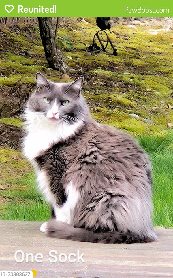 Reunited Male Cat last seen Near and halsey, Portland, OR 97220
