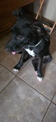 Found/Stray Female Dog last seen Between Rockwell and Council NW 122nd St, Oklahoma City, OK 73162