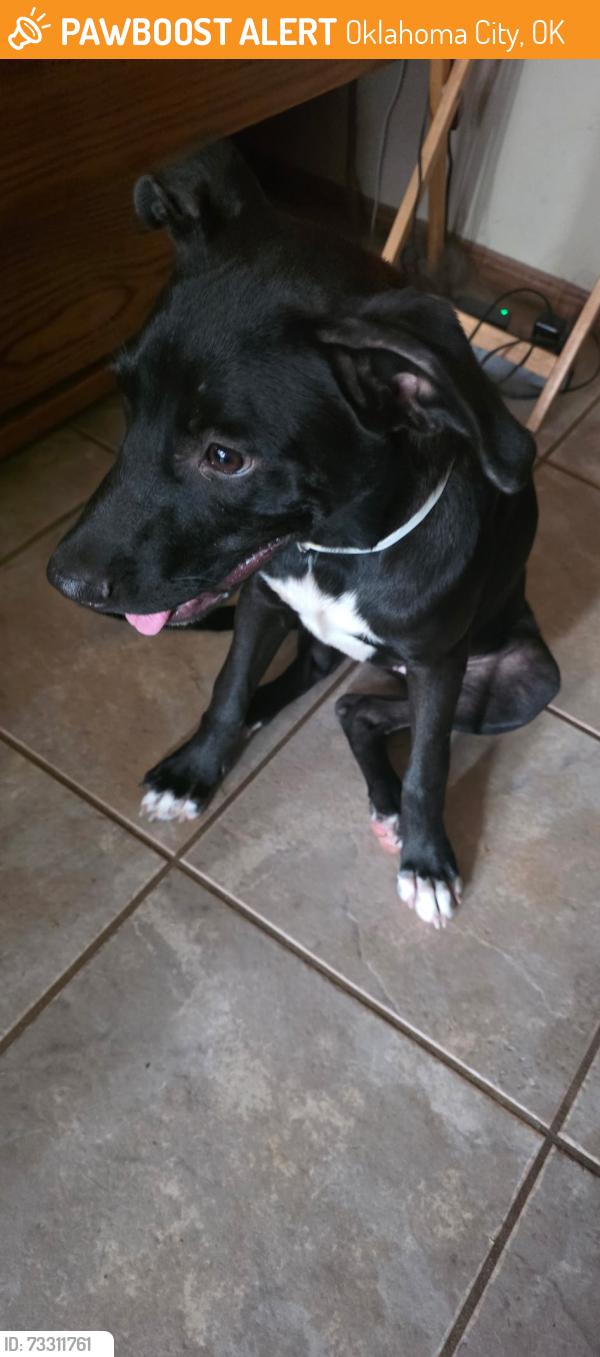 Found/Stray Female Dog last seen Between Rockwell and Council NW 122nd St, Oklahoma City, OK 73162