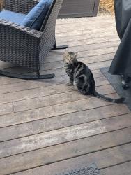 Lost Male Cat last seen Longview Trail and High Country Dr NW, High River, AB T1V 0A5