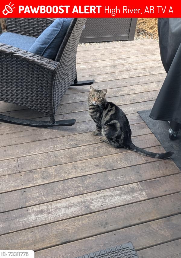 Lost Male Cat last seen Longview Trail and High Country Dr NW, High River, AB T1V 0A5