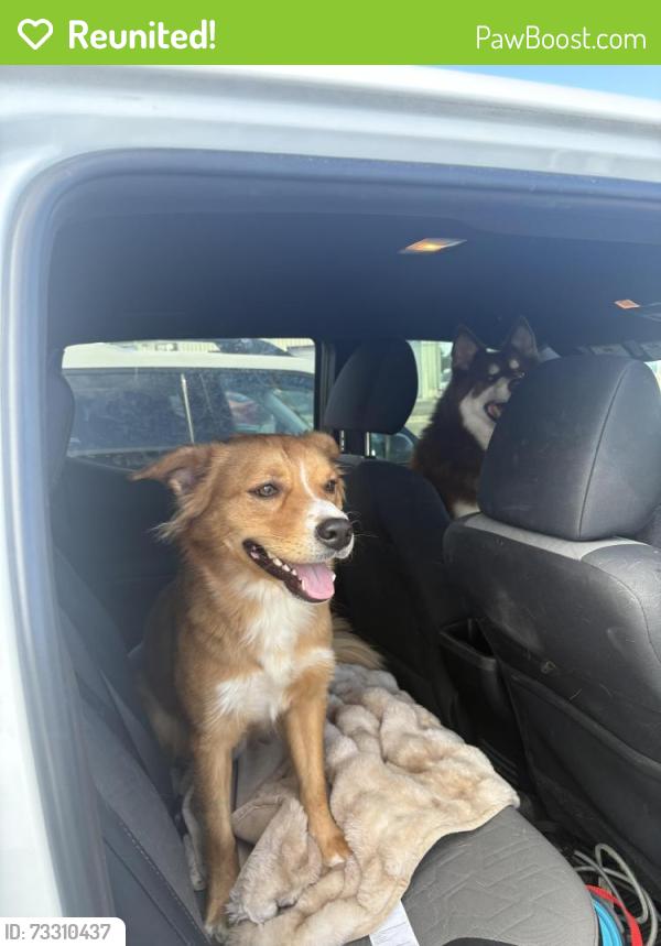 Reunited Male Dog last seen Sunningdale and Aspen, Albuquerque, NM 87110