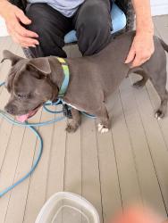 Reunited Female Dog last seen St Andrews, Spartanburg, SC 29301