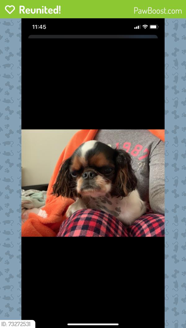 Reunited Female Dog last seen Kelvin Park, Chicago, IL 60639