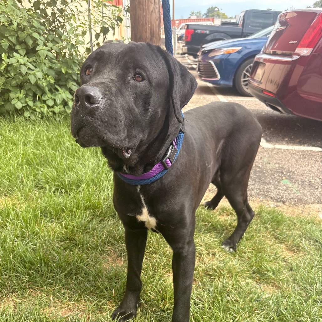 Shelter Stray Male Dog last seen , Animal Care & Control Team of Philly, 111 W Hunting Park Ave, Philadelphia, PA 19140, USA