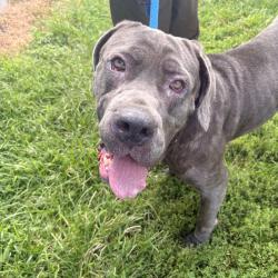 Shelter Stray Female Dog last seen , Animal Care & Control Team of Philly, 111 W Hunting Park Ave, Philadelphia, PA 19140, USA