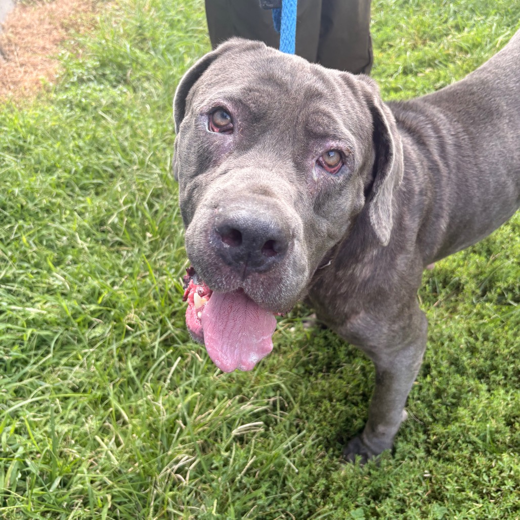 Shelter Stray Female Dog last seen , Animal Care & Control Team of Philly, 111 W Hunting Park Ave, Philadelphia, PA 19140, USA