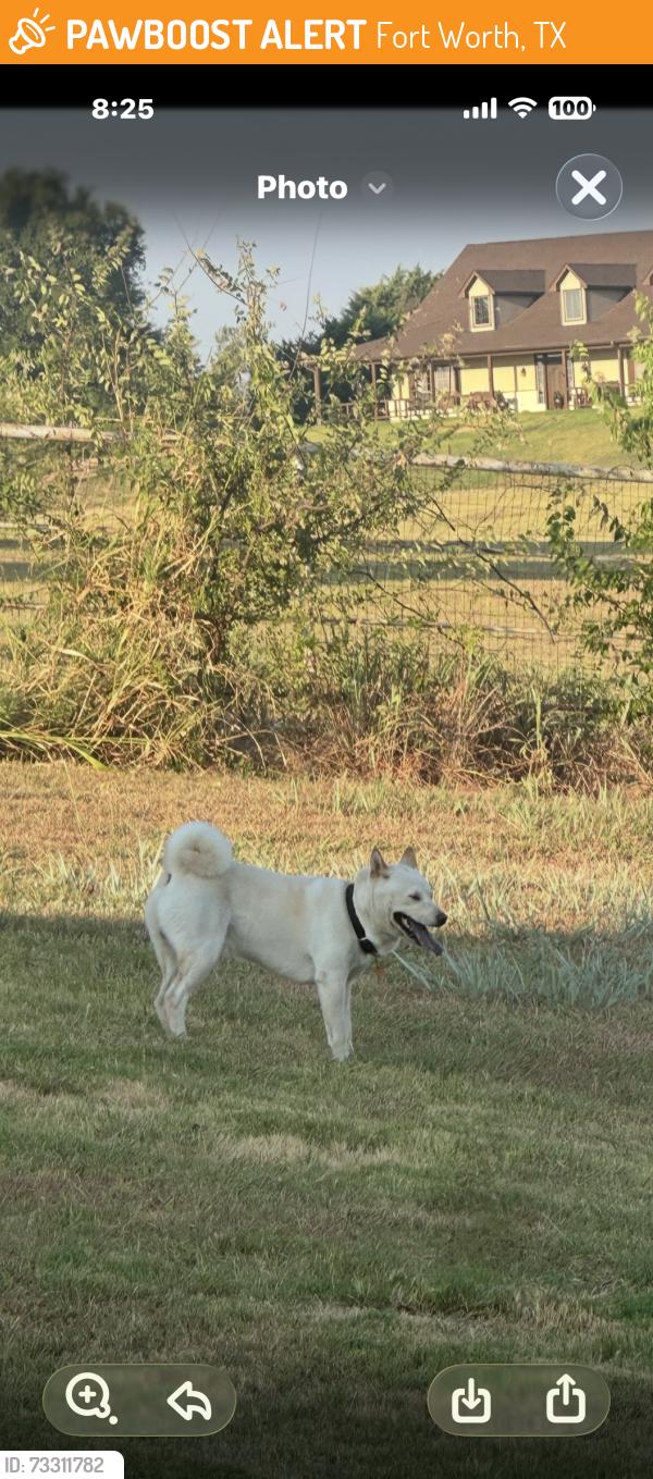 Found/Stray Unknown Dog last seen Tiara trail, Fort Worth, TX 76108