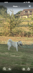 Found/Stray Unknown Dog last seen Tiara trail, Fort Worth, TX 76108
