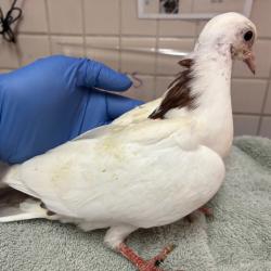 Shelter Stray Unknown Other last seen , 361 S Raymond Ave, Pasadena, CA 91105, USA