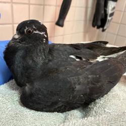 Shelter Stray Unknown Other last seen , 361 S Raymond Ave, Pasadena, CA 91105, USA
