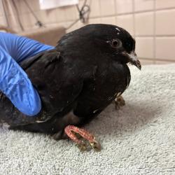 Shelter Stray Unknown Other last seen , 361 S Raymond Ave, Pasadena, CA 91105, USA