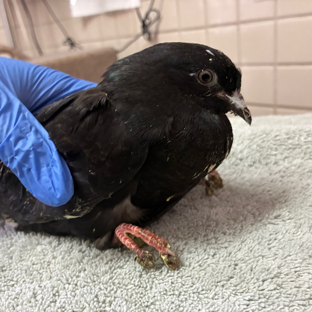 Shelter Stray Unknown Other last seen , 361 S Raymond Ave, Pasadena, CA 91105, USA
