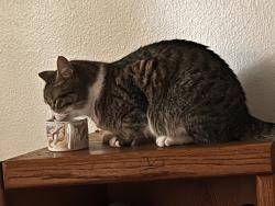 Reunited Male Cat last seen lagoon view dr, Greenbank, WA 98253