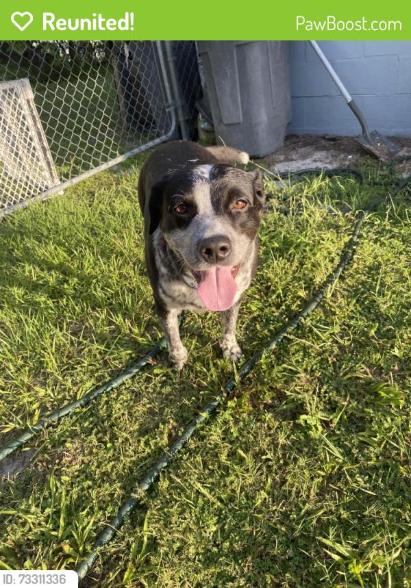 Reunited Unknown Dog last seen Powell rd, Dunnellon, FL 34434