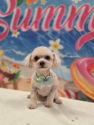 Reunited Female Dog last seen Pebble Road and Seeliger St, Enterprise, NV 89148