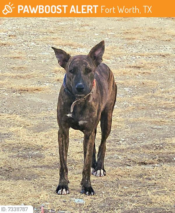 Found/Stray Unknown Dog last seen Quickway @ Trinity Blvd & Hwy 820, Fort Worth, TX 76040