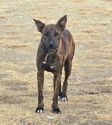 Found/Stray Unknown Dog last seen Quickway @ Trinity Blvd & Hwy 820, Fort Worth, TX 76040