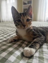 Reunited Female Cat last seen Chase street between Maryland and Cathedral, Baltimore, MD 21201