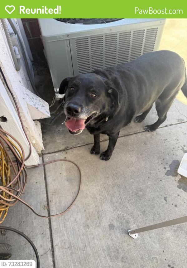 Reunited Male Dog last seen Alta Ave/ 13th st, Upland, CA 91786