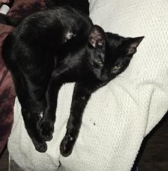 Lost Female Cat last seen Meridian hills rd, Tallahassee, FL 32312