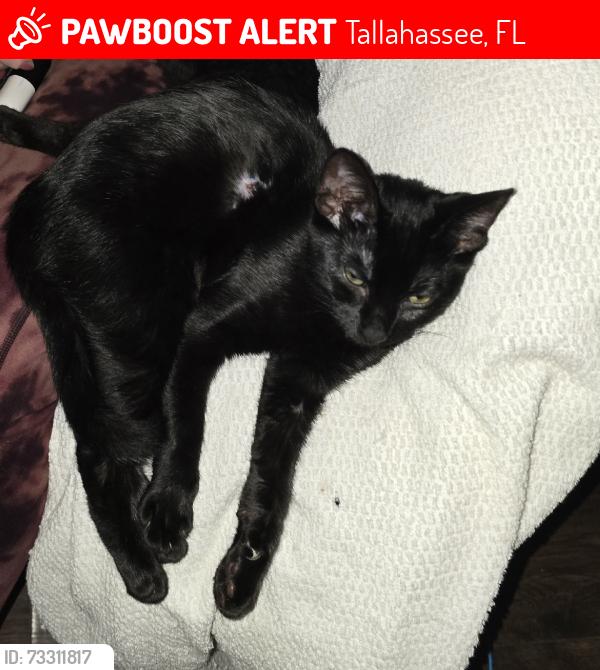 Lost Female Cat last seen Meridian hills rd, Tallahassee, FL 32312