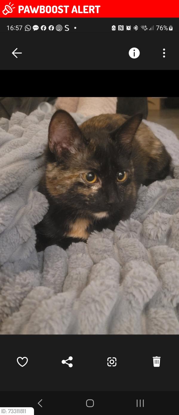 Lost Female Cat last seen Coventry, West Midlands, England CV6 4GR
