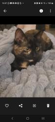 Lost Female Cat last seen Coventry, West Midlands, England CV6 4GR
