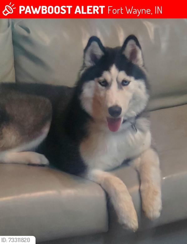 Lost Female Dog last seen Near Westerly Road, Fort Wayne, IN 46845