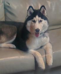 Lost Female Dog last seen Near Westerly Road, Fort Wayne, IN 46845