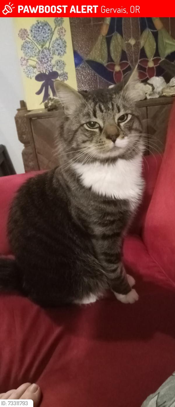 Lost Male Cat last seen Near Mt Angel Gervais Rd NE Gervais OR, Gervais, OR 97026
