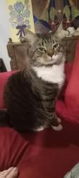 Lost Male Cat last seen Near Mt Angel Gervais Rd NE Gervais OR, Gervais, OR 97026