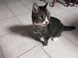 Reunited Female Cat last seen Whispering Meadows neighborhood, Fort Wayne, IN 46804