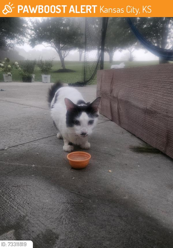 Found/Stray Male Cat last seen Piper, kansas, Kansas City, KS 66109
