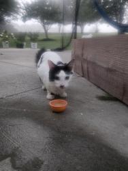 Found/Stray Male Cat last seen Piper, kansas, Kansas City, KS 66109