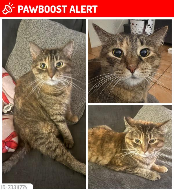Lost Female Cat last seen South Clinton Ave & Hunter Ave, Hamilton Township, NJ 08610