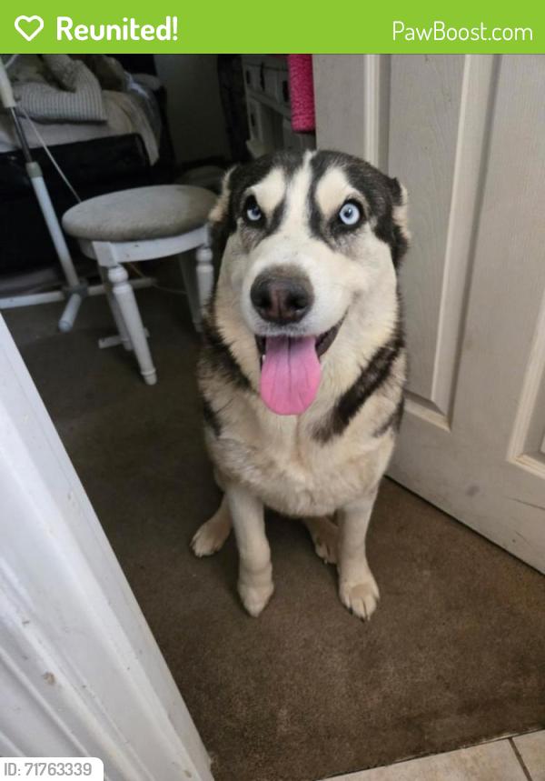 Reunited Female Dog last seen 11th ave, Victorville, CA 92395