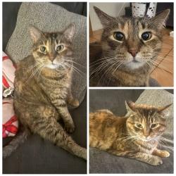 Lost Female Cat last seen South Clinton Ave & Hunter Ave, Hamilton Township, NJ 08610