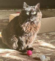Reunited Male Cat last seen Heatherstone Dr & Stone Bridge Crossing, Winston-Salem, NC 27104