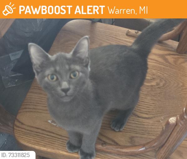 Found/Stray Female Cat last seen 10 mile and Schoennherr, Warren, MI 48089
