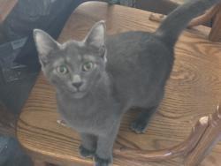 Found/Stray Female Cat last seen 10 mile and Schoennherr, Warren, MI 48089
