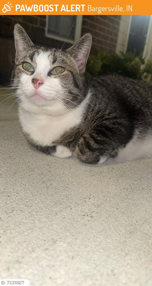 Found/Stray Unknown Cat last seen Near Our Table, Bargersville, IN 46106