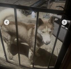 Reunited Male Dog last seen Acampo, Acampo, CA 95220