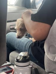 Reunited Female Dog last seen 7th St and Dunlap, Phoenix, AZ 85020