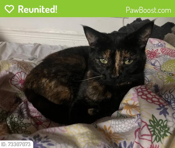 Reunited Female Cat last seen Longfield rd / Somerville Rd, Bishopston, England BS7 9AG