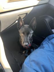 Found/Stray Female Dog last seen 25th St and Winthrop Ave, Indianapolis, IN 46205